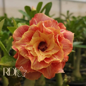 Baby - Rosa do Deserto CN114