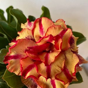 Baby - Rosa do deserto Eva