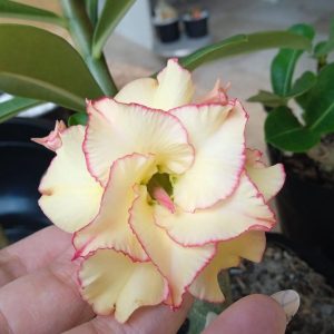 Baby - Rosa do Deserto Flaming