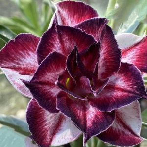 Baby - Rosa do Deserto Black Amarylis