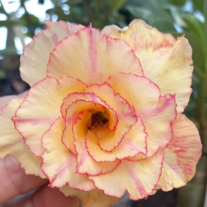 Baby - Rosa Do Deserto LM44