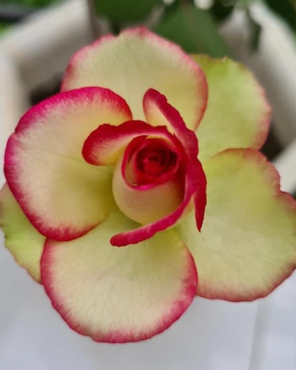Baby - Rosa do Deserto Marylin