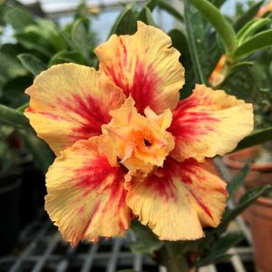 Baby - Rosa do Deserto Radiant Star Amarela