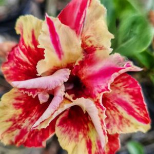 Baby - Rosa do Deserto Heat Fire