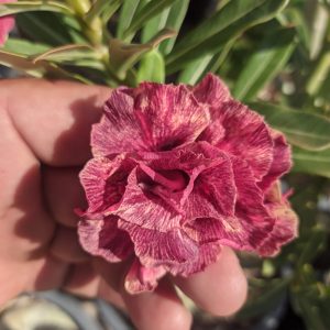 Baby - Rosa do Deserto JA 74