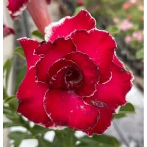 Baby - Rosa do Deserto Lip Print