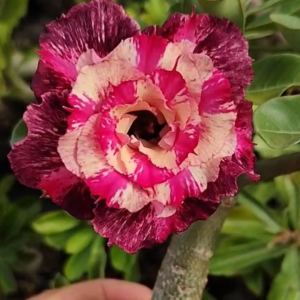 Baby - Rosa do Deserto LK479