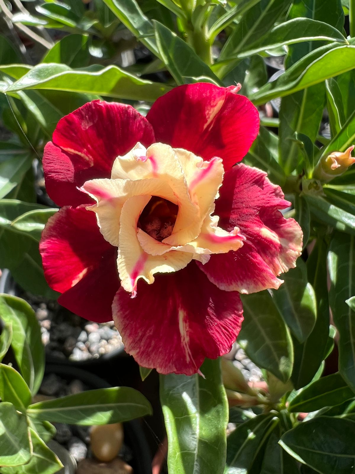 Baby - Rosa do Deserto Fogueira