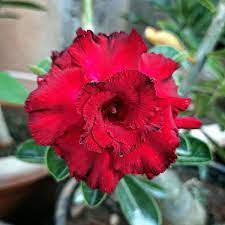 Baby - Rosa do Deserto Queen Red