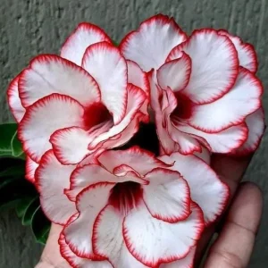 Baby - Rosa do Deserto Francesinha