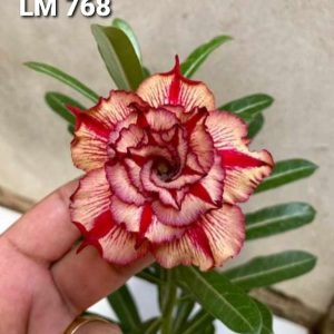 Baby - Rosa do Deserto LM 768