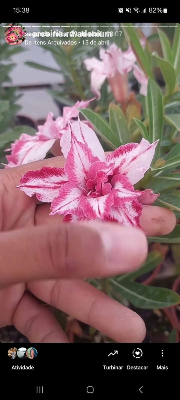 Baby - Rosa Do Deserto Bugatti