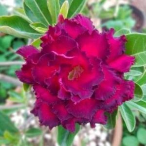 Baby - Rosa do Deserto Sephora