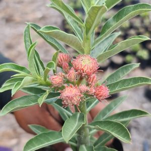 Baby - Rosa Do Deserto Orange Elf