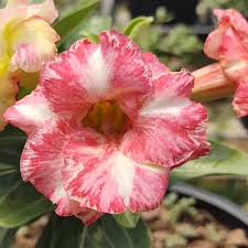 Baby - Rosa do Deserto Koh Bau