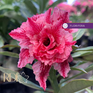 Baby - Rosa do Deserto Rainy Bloom