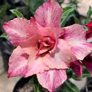 Baby - Rosa do Deserto Rc 513