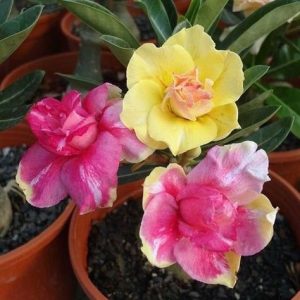 Baby - Rosa do Deserto Chrysanthemus Terrace RC93