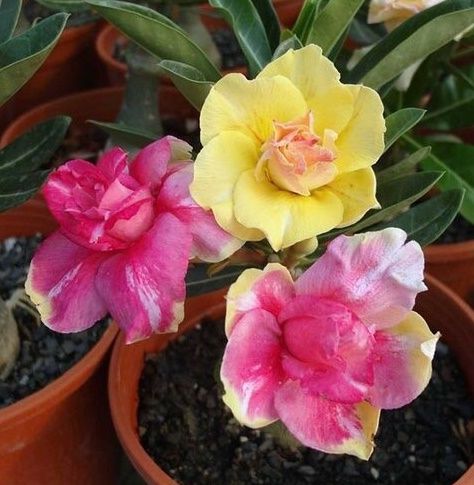 Baby - Rosa do Deserto Chrysanthemus Terrace RC93