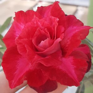 Baby - Rosa do Deserto Under The Sky