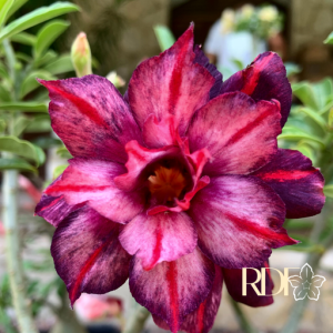 Baby - Rosa do Deserto Purple Swallow