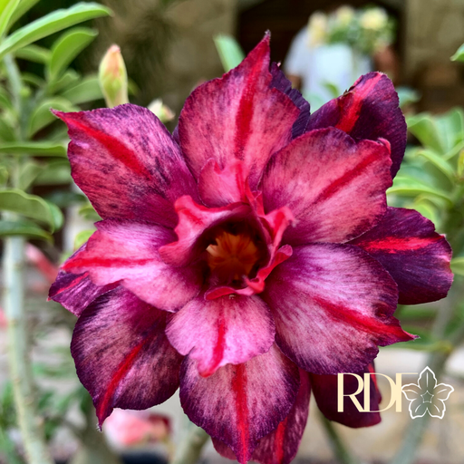 Baby - Rosa do Deserto Purple Swallow