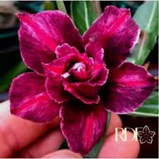 Baby - Rosa do Deserto Velour Down