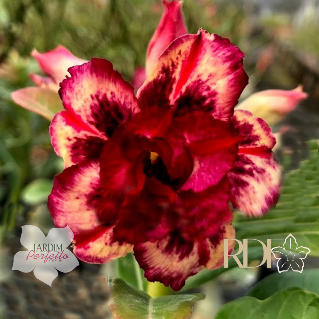 Baby - Rosa do Deserto Triple Wish 2f