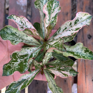 Baby - Rosa do Deserto Variegata Singela