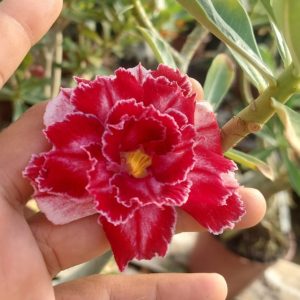 Baby - Rosa Do Deserto Kr 45