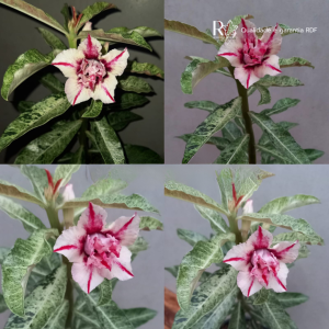 Baby - Rosa Do Deserto Variegata Elegance