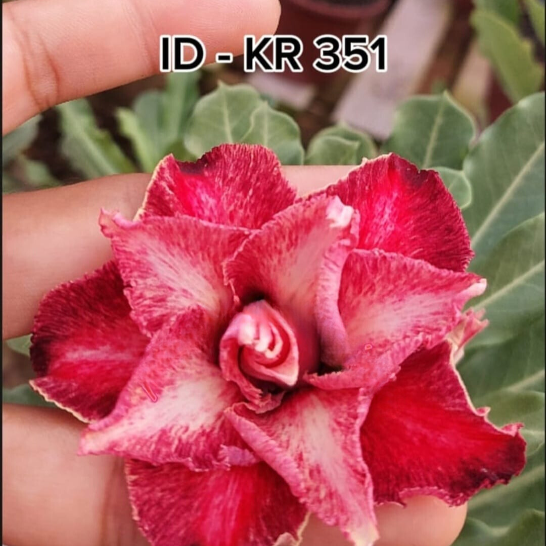 Baby - Rosa Do Deserto Kr 351