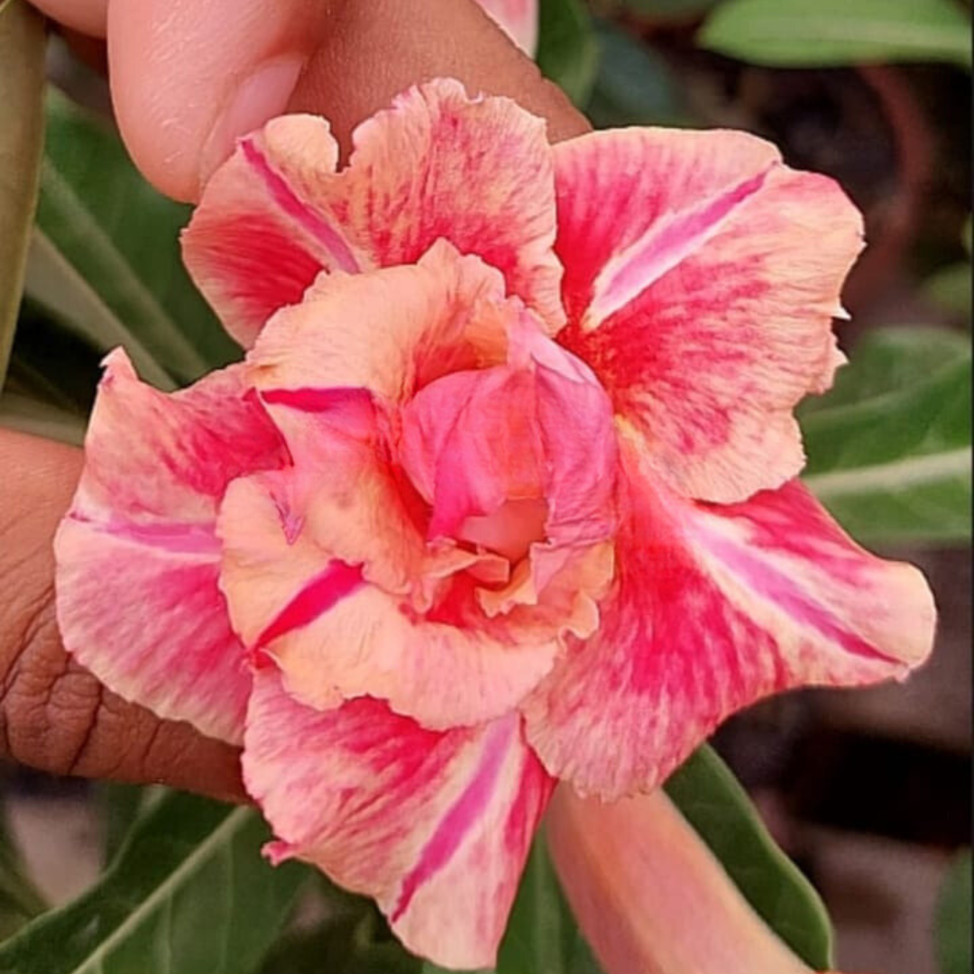 Baby - Rosa Do Deserto KR 222