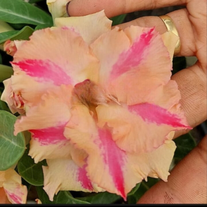 Baby - Rosa Do Deserto Kr 225