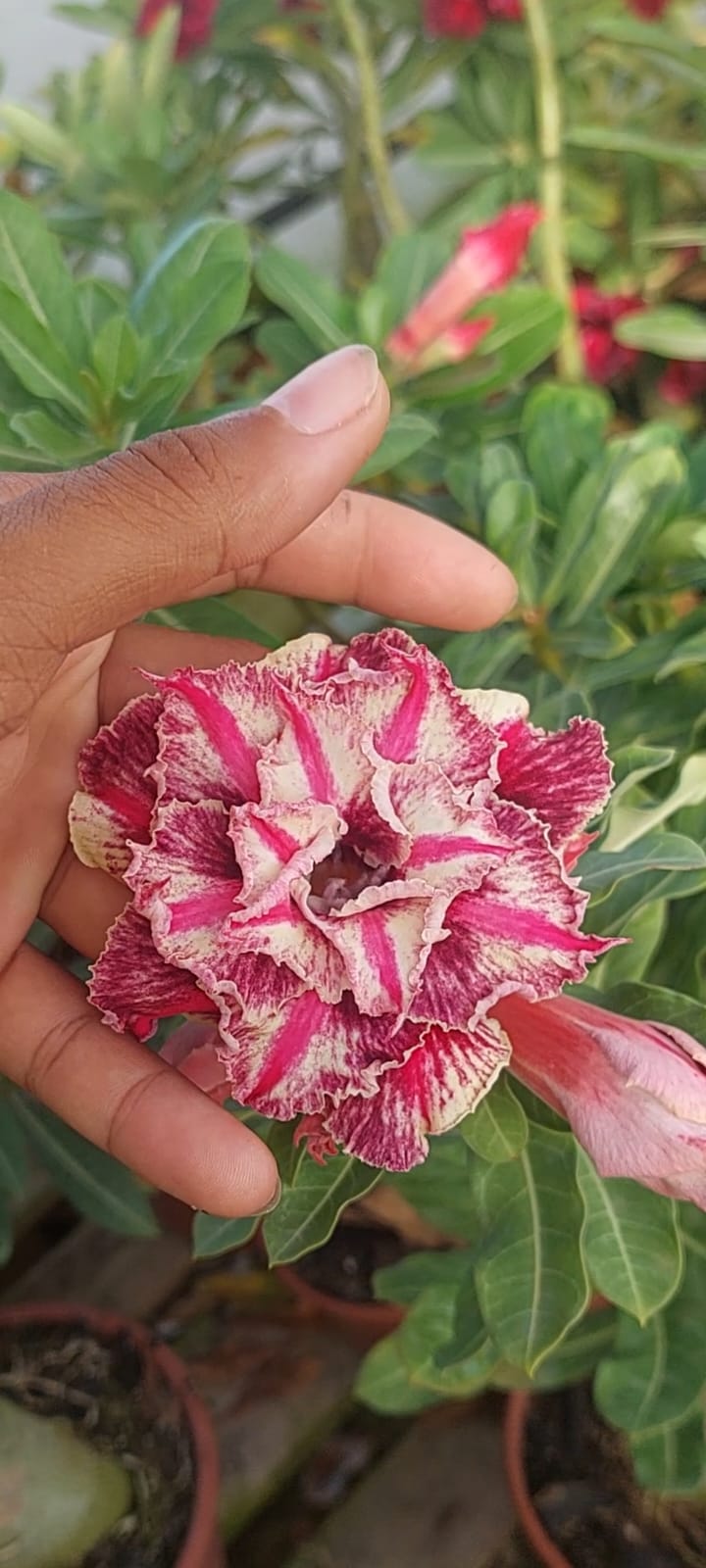 Baby - Rosa Do Deserto Kr 56