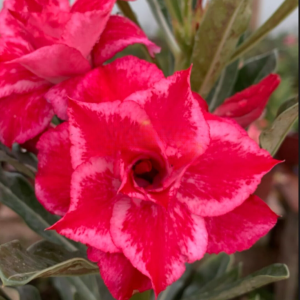 Baby - Rosa Do Deserto Kr 379