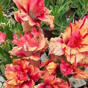 Baby - Rosa Do Deserto Kr 226