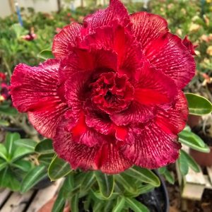 Baby - Rosa Do Deserto KR 314