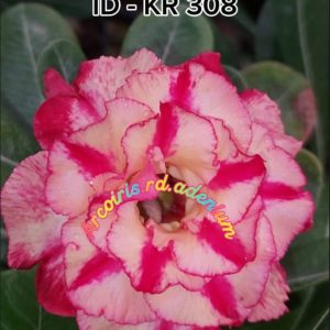 Baby - Rosa Do Deserto KR 308