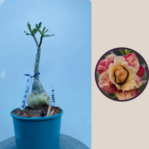 2009 - 4 - Agatha de Fogo