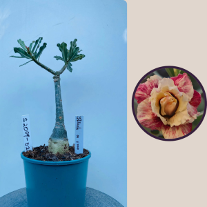 2009 - 2 - Agatha de Fogo