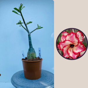 2009 - 5 - Anny - sem nome - erica rodriguez