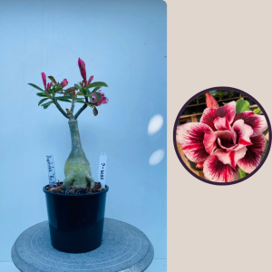 2009 - 6 - Agostinha