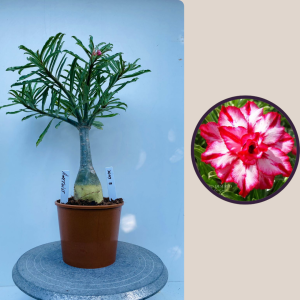 2009 - 8 - Amethist - andreia - isabelle