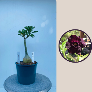 2009 - 11 - Black Evil