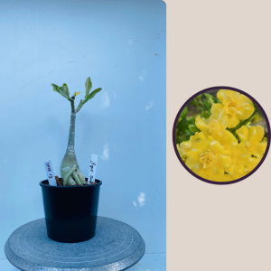 2009 - 13 - Buque Ouro - erica maria - erica rodriguez