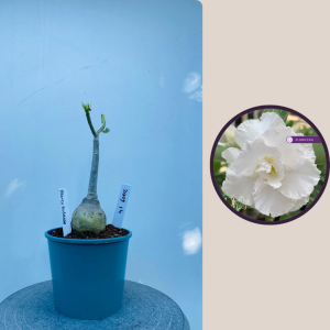 2009 - 14 - Branca Dobrada