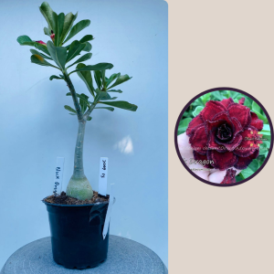 2009 - 15 - Black Dragon