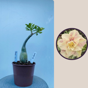 2009 - 16 - Boris Ice