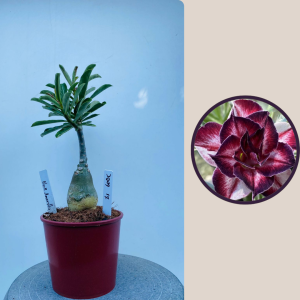 2009 - 17 - Black Amaryllis